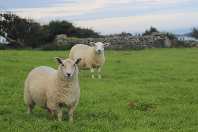 養羊學堂丨冬季，山羊養殖要注意這些事項